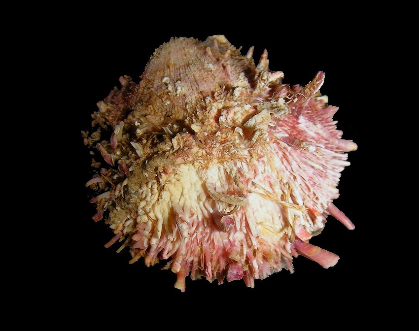 Spondylus gaederopus L. 1758 e sue varianti